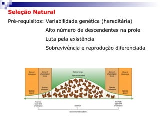 Seleção Natural Pré-requisitos: Variabilidade genética (hereditária) Alto número de descendentes na prole Luta pela existência Sobrevivência e reprodução diferenciada 