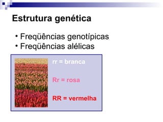 Estrutura genética Freqüências genotípicas Freqüências alélicas rr = branca Rr = rosa RR = vermelha 