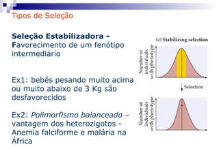 Tipos de Seleção Seleção Estabilizadora - F avorecimento de um fenótipo intermediário Ex1: bebês pesando muito acima ou muito abaixo de 3 Kg são desfavorecidos Ex2:  Polimorfismo balanceado  – vantagem dos heterozigotos - Anemia falciforme e malária na África 