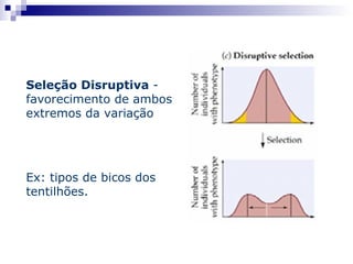Seleção Disruptiva  - favorecimento de ambos extremos da variação  Ex: tipos de bicos dos tentilhões. 