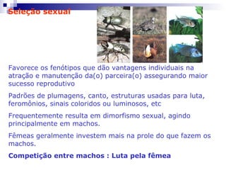 Seleção sexual Favorece os fenótipos que dão vantagens individuais na atração e manutenção da(o) parceira(o) assegurando maior sucesso reprodutivo Padrões de plumagens, canto, estruturas usadas para luta, feromônios, sinais coloridos ou luminosos, etc Frequentemente resulta em dimorfismo sexual, agindo principalmente em machos. Fêmeas geralmente investem mais na prole do que fazem os machos. Competição entre machos : Luta pela fêmea 