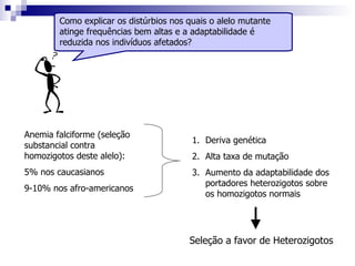 Como explicar os distúrbios nos quais o alelo mutante atinge frequências bem altas e a adaptabilidade é reduzida nos indivíduos afetados? Anemia falciforme (seleção substancial contra homozigotos deste alelo): 5% nos caucasianos 9-10% nos afro-americanos Deriva genética Alta taxa de mutação  Aumento da adaptabilidade dos portadores heterozigotos sobre os homozigotos normais Seleção a favor de Heterozigotos  