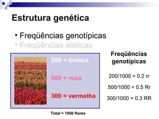 Estrutura genética Freqüências genotípicas Freqüências alélicas Total = 1000 flores Freqüências genotípicas 200/1000 = 0.2 rr 500/1000 = 0.5 Rr 300/1000 = 0.3 RR 200 = branca 500 = rosa 300 = vermelha 