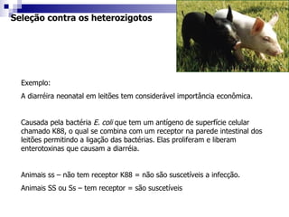 Seleção contra os heterozigotos Exemplo:  A diarréira neonatal em leitões tem considerável importância econômica. Causada pela bactéria  E. coli  que tem um antígeno de superfície celular chamado K88, o qual se combina com um receptor na parede intestinal dos leitões permitindo a ligação das bactérias. Elas proliferam e liberam enterotoxinas que causam a diarréia. Animais ss – não tem receptor K88 = não são suscetíveis a infecção. Animais SS ou Ss – tem receptor = são suscetíveis 