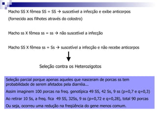Macho SS X fêmea SS = SS    suscetível a infecção e exibe anticorpos (fornecido aos filhotes através do colostro) Macho ss X fêmea ss = ss    não suscetível a infecção Macho SS X fêmea ss = Ss    suscetível a infecção e não recebe anticorpos Seleção parcial porque apenas aqueles que nasceram de porcas ss tem probabilidade de serem afetados pela diarréia... Assim imaginem 100 porcas na freq. genotípica 49 SS, 42 Ss, 9 ss (p=0,7 e q=0,3) Ao retirar 10 Ss, a freq. fica  49 SS, 32Ss, 9 ss (p=0,72 e q=0,28), total 90 porcas Ou seja, ocorreu uma redução na freqüência do gene menos comum.  Seleção contra os Heterozigotos  