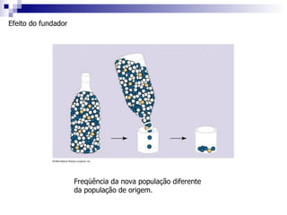 Efeito do fundador Freqüência da nova população diferente da população de origem. 