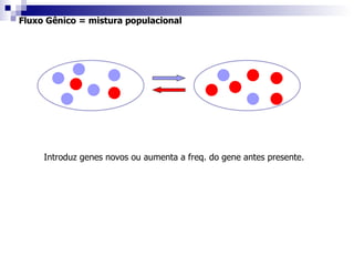 Fluxo Gênico = mistura populacional Introduz genes novos ou aumenta a freq. do gene antes presente. 