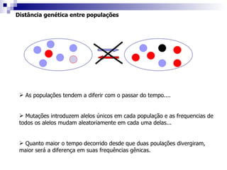 Distância genética entre populações As populações tendem a diferir com o passar do tempo.... Mutações introduzem alelos únicos em cada população e as frequencias de todos os alelos mudam aleatoriamente em cada uma delas... Quanto maior o tempo decorrido desde que duas poulações divergiram, maior será a diferença em suas frequências gênicas. 