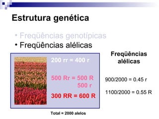 Estrutura genética Freqüências genotípicas Freqüências alélicas Total = 2000 alelos Freqüências alélicas 900/2000 = 0.45 r 1100/2000 = 0.55 R 200 rr = 400 r 500 Rr = 500 R   500 r 300 RR = 600 R 