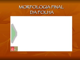 MORFOLOGIA FINAL  DA FOLHA 