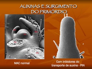 AUXINAS E SURGIMENTO  DO PRIMÓRDIO MAC normal Com inibidores do  transporte de auxina - PIN 