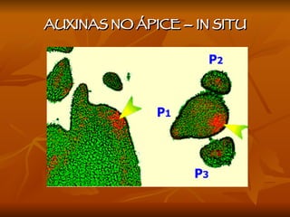 AUXINAS NO ÁPICE – IN SITU  