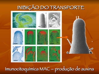 INIBIÇÃO DO TRANSPORTE Imunocitoquímica MAC – produção de auxina 