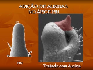 ADIÇÃO DE AUXINAS  NO ÁPICE PIN PIN Tratado com Auxina 
