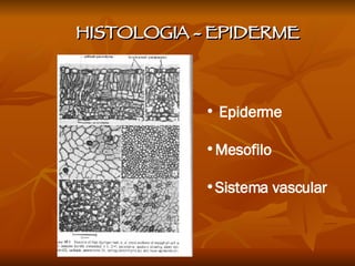 HISTOLOGIA - EPIDERME Epiderme Mesofilo Sistema vascular 