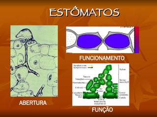 ESTÔMATOS ABERTURA FUNÇÃO FUNCIONAMENTO 