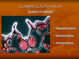CLASSIFICAÇÃO DA FOLHA QUANTO A POSIÇÃO Hipoestomática Epiestomática Anfiestmática 