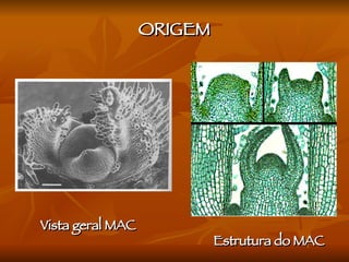 ORIGEM Vista geral MAC Estrutura do MAC 