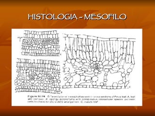 HISTOLOGIA - MESOFILO 