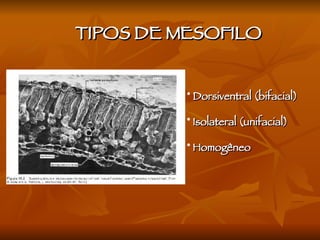 Dorsiventral (bifacial) Isolateral (unifacial) Homogêneo TIPOS DE MESOFILO 