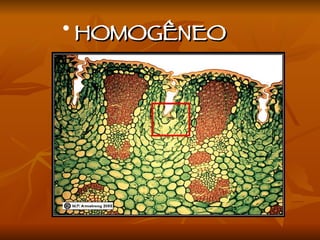 HOMOGÊNEO 