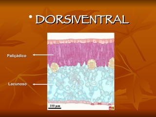 DORSIVENTRAL Paliçádico Lacunoso 