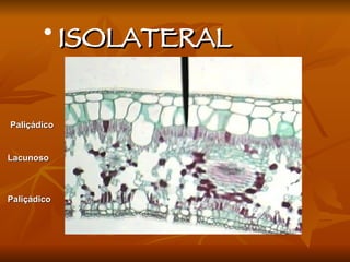 ISOLATERAL Paliçádico Paliçádico Lacunoso 