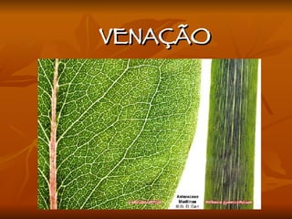 VENAÇÃO 