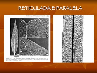 RETICULADA E PARALELA 