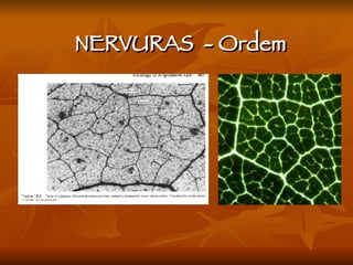 NERVURAS  - Ordem 