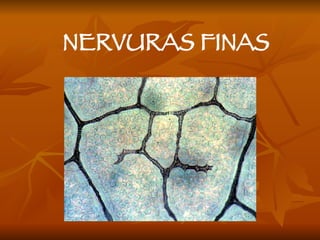 NERVURAS FINAS 