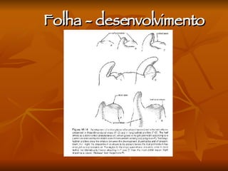 Folha - desenvolvimento 