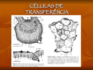 CÉLULAS DE TRANSFERÊNCIA 
