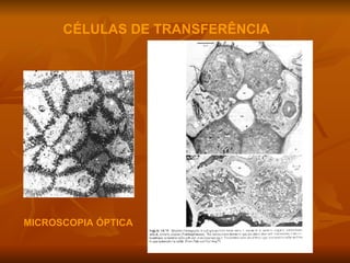 CÉLULAS DE TRANSFERÊNCIA MICROSCOPIA ÓPTICA 