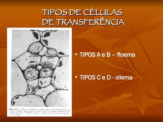 TIPOS DE CÉLULAS  DE TRANSFERÊNCIA TIPOS A e B – floema  TIPOS C e D - xilema 