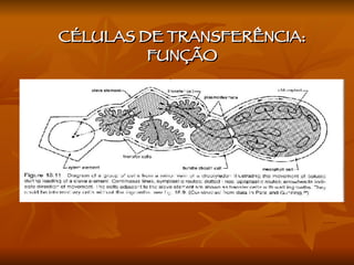 CÉLULAS DE TRANSFERÊNCIA: FUNÇÃO  