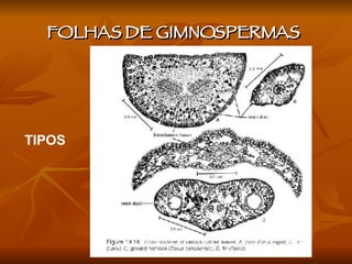 FOLHAS DE GIMNOSPERMAS  TIPOS 