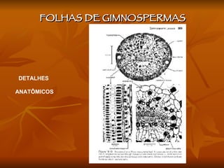 FOLHAS DE GIMNOSPERMAS  DETALHES  ANATÔMICOS 
