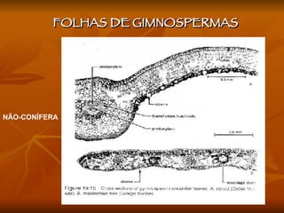 NÃO-CONÍFERA FOLHAS DE GIMNOSPERMAS  