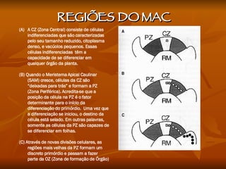 A CZ (Zona Central) consiste de células indiferenciadas que são caracterizadas pelo seu tamanho reduzido, citoplasma denso, e vacúolos pequenos. Essas células indiferenciadas  têm a capacidade de se diferenciar em qualquer órgão da planta.  (B) Quando o Meristema Apical Caulinar (SAM) cresce, células da CZ são “deixadas para trás” e formam a PZ (Zona Periférica). Acredita-se que a posição da célula na PZ é o fator determinante para o início da diferenciação do primórdio.  Uma vez que a diferenciação se iniciou, o destino da célula está selado. Em outras palavras, somente as células da PZ são capazes de se diferenciar em folhas.  (C) Através de novas divisões celulares, as regiões mais velhas da PZ formam um discreto primórdio e passam a fazer parte da OZ (Zona de formação de Órgão)  REGIÕES DO MAC  
