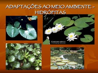 ADAPTAÇÕES AO MEIO AMBIENTE - HIDRÓFITAS 
