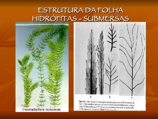ESTRUTURA DA FOLHA HIDRÓFITAS - SUBMERSAS 