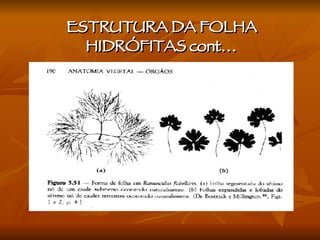 ESTRUTURA DA FOLHA HIDRÓFITAS cont… 