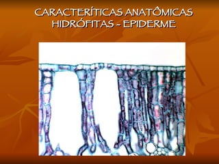 CARACTERÍTICAS ANATÔMICAS HIDRÓFITAS - EPIDERME 