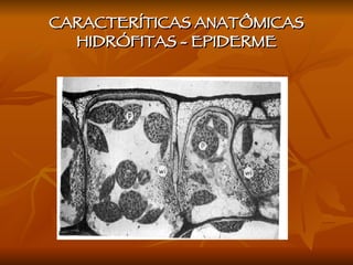 CARACTERÍTICAS ANATÔMICAS HIDRÓFITAS - EPIDERME 