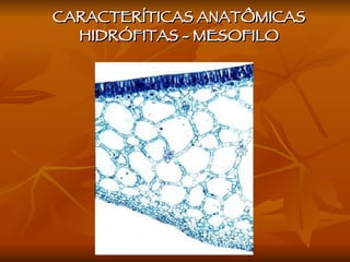 CARACTERÍTICAS ANATÔMICAS HIDRÓFITAS - MESOFILO 