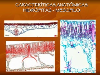 CARACTERÍTICAS ANATÔMICAS HIDRÓFITAS - MESOFILO 