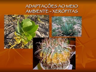 ADAPTAÇÕES AO MEIO AMBIENTE - XERÓFITAS 