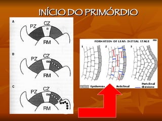 INÍCIO DO PRIMÓRDIO 