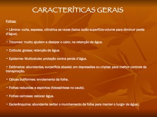 Folhas: Lâmina: curta, espessa, cilindrica as vezes (baixa razão superfície-volume para diminuir perda d’água).  Tricomas: muito; ajudam a dissipar o calor, na retenção de água.  Cutícula: grossa; retenção de água.  Epiderme: Multicelular; proteção contra perda d’água.  Estômatos: abundantes, surperfície abaxial; em depressões ou criptas: para melhor controle da transpiração.  Céluas buliformes: enrolamento da folha.  Folhas reduzidas a espinhos (fotossíntese no caule).  Folhas carnosas: estocar água.  Esclerênquima: abundante (evitar o murchamento da folha para manter o turgor de água). CARACTERÍTICAS GERAIS 